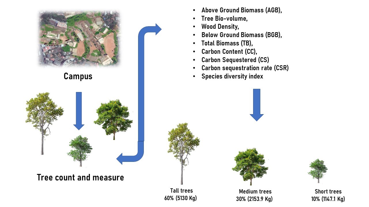 Assessment of carbon sequestration rate and tree diversity in a model ...